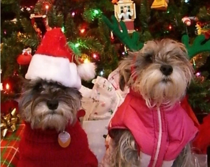Christmas Pet Hat Santa Claus Hat for Cats