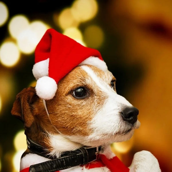 Christmas Pet Hat Santa Claus Hat for Cats