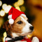 Christmas Pet Hat Santa Claus Hat for Cats