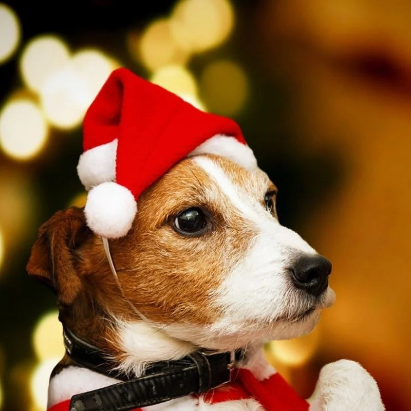 Christmas Pet Hat Santa Claus Hat for Cats