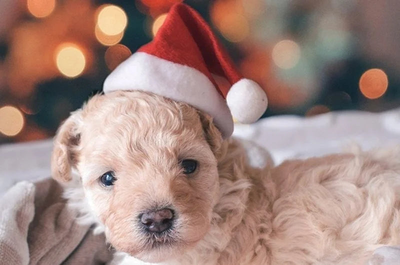 Christmas Pet Hat Santa Claus Hat for Cats