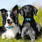 Pet Dog Anti Barking Device USB Rechargeable